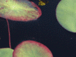 lily pads