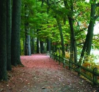 trees and a walkway